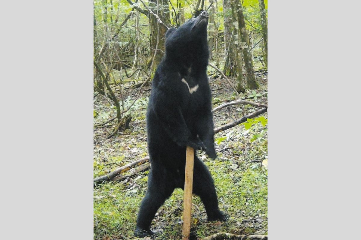 静岡県、クマの管理へ初の計画案提示 3つのゾーンを設定、「共存」も