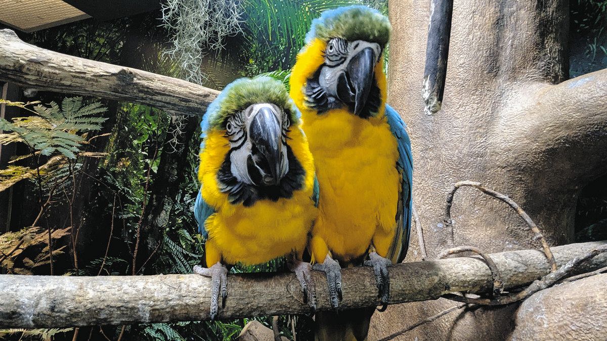 な*な様 インコ ルリコンゴウインコ 鳥 残響青 原画 1点物 (2024年12 な*な様 インコ ルリコンゴウインコ 鳥 残響青 原画 1点物 (2024年
