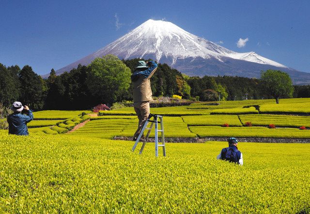 まばゆい緑 映える富士 富士市 大淵笹場の茶畑 中日新聞しずおかweb