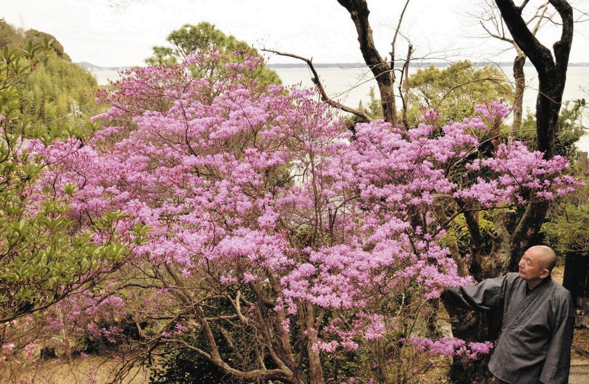 ヤマツツジ/紫花【現品発送】管理70722 ヤマツツジ/紫花【現品発送】管理70722 - メルカリ