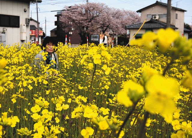 黄色いじゅうたん 今年も 七尾の菜の花畑で見ごろ 北陸中日新聞web