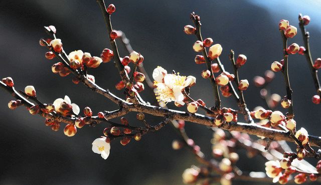 春告げる白い花かれんに 天龍の竜峡小梅 1カ月遅く 中日新聞web 春告げる白い花かれんに 天龍の竜峡小梅 1カ月遅く 中日新聞web