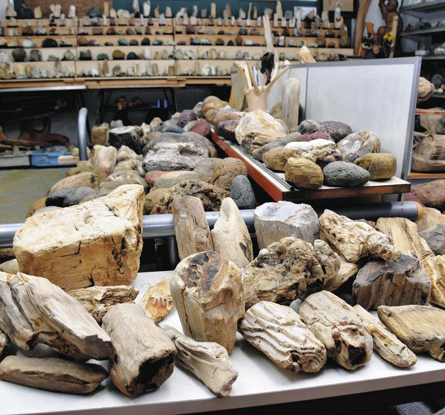 珪化木 化石 博物館級