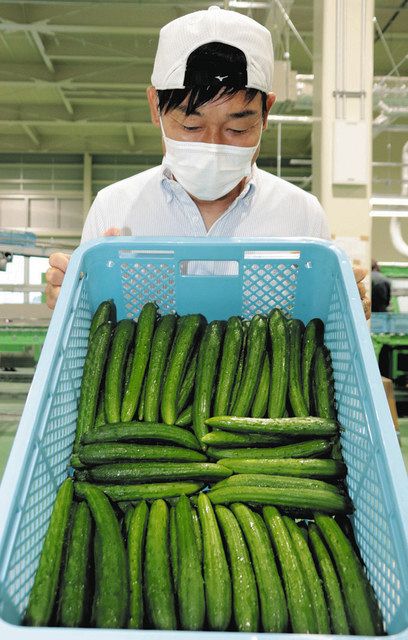 きゅうり パリっと味わって 小松で出荷へ選果：北陸中日新聞Web