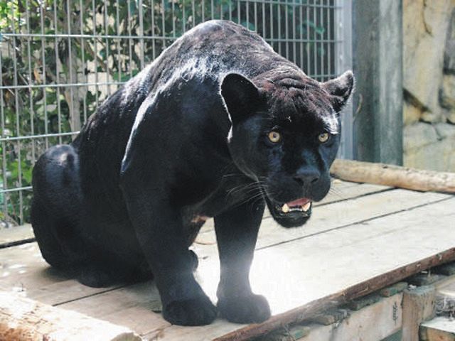 【中古】 神戸の動植物園/神戸新聞総合出版センター/神戸市立動植物園連絡会 神戸の動植物園/神戸新聞総合出版センター/神戸市立動植物園連絡会