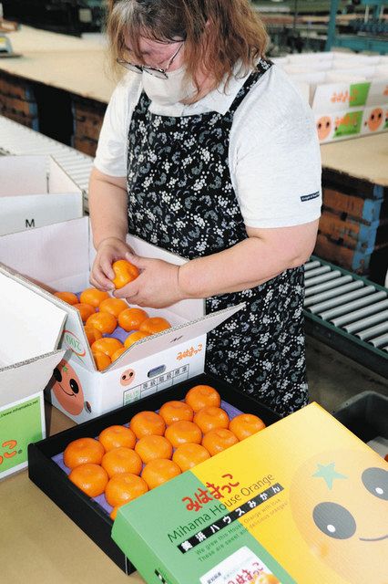 特産ミカン「みはまっこ」味わい上々 美浜で出荷始まる：中日新聞Web