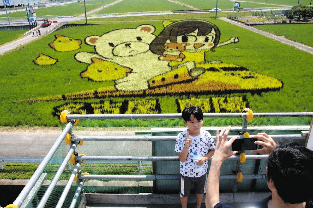 今年は「ヒマリとくま」 名古屋・港区で田んぼアート見頃：中日新聞Web