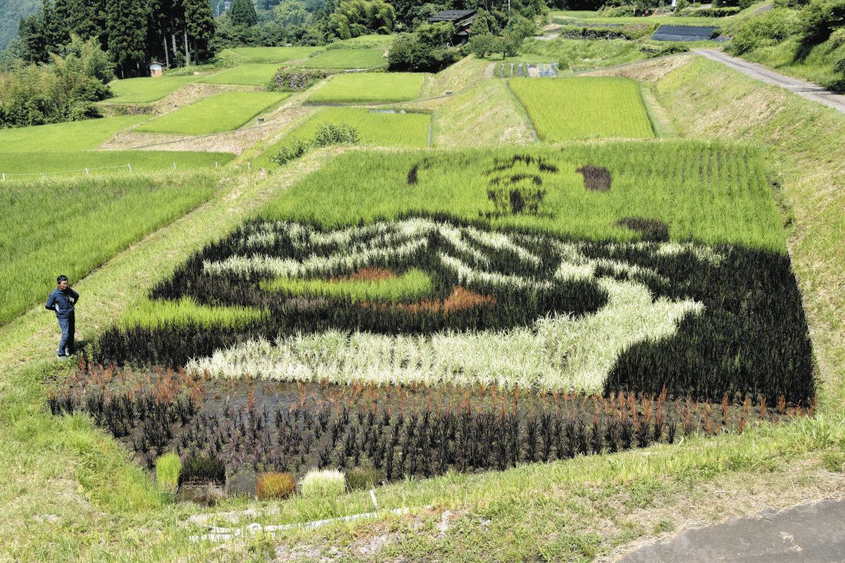 真夏の棚田、稲穂が彩る 郡上・六ノ里で名物アート：中日新聞Web