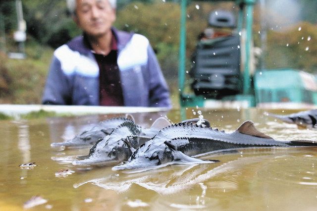 過疎進む村でキャビア生産 ふるさと納税返礼品に：中日新聞Web