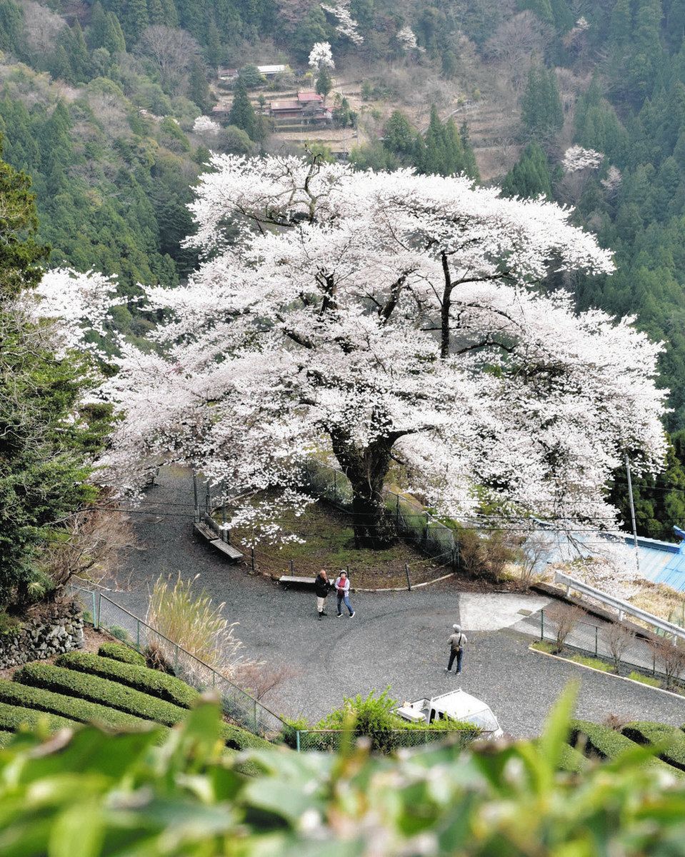 樹齢１７９年 水窪・大野の一本桜満開：中日新聞しずおかWeb