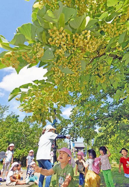 香り甘く 花鈴なり 丸岡の称念寺 菩提樹が満開 日刊県民福井web 香り甘く 花鈴なり 丸岡の称念寺 菩提樹が満開 日刊県民福井web