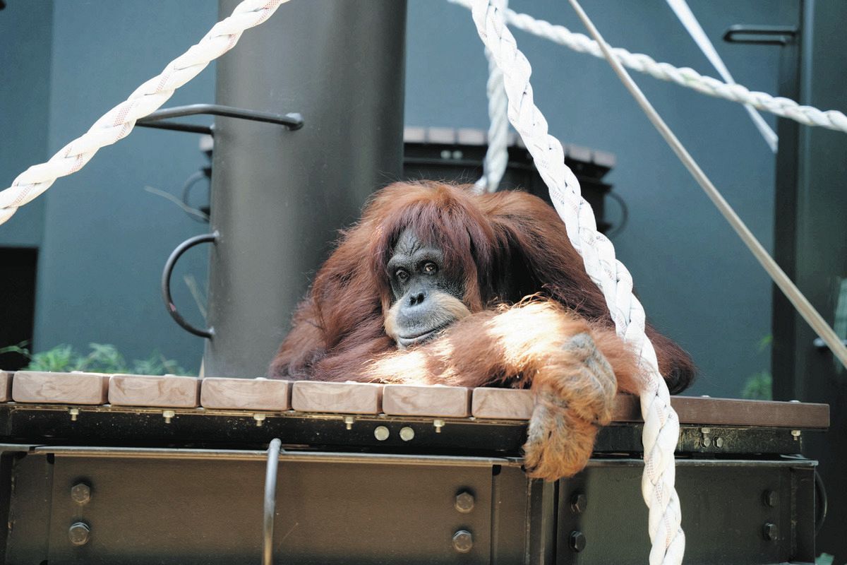 スマトラオランウータン「ネオ」安らかに 54歳、東山動植物園生まれで