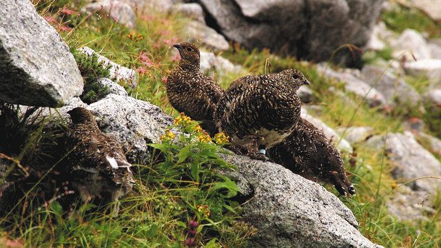 ライチョウ親子 元気です 木曽駒ケ岳へ引っ越し1カ月 写真公開 中日新聞web ライチョウ親子 元気です 木曽駒ケ岳へ引っ越し1カ月 写真公開 中日新聞web