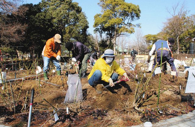 より美しく バラ１００株を園内移植 新居文化公園 中日新聞しずおかweb
