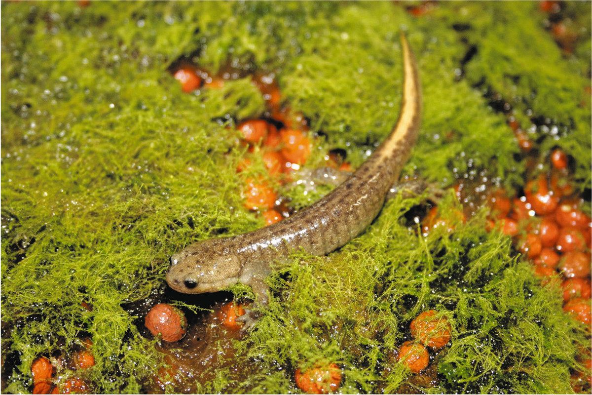 田村山のサンショウウオ」を次世代へ 幼生5000匹が全滅した年も…長浜