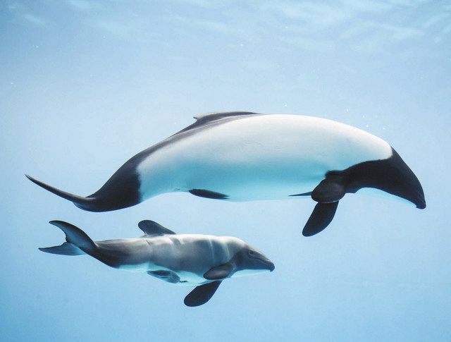 イロワケイルカに雄の赤ちゃん誕生 鳥羽水族館で一般公開 中日新聞web