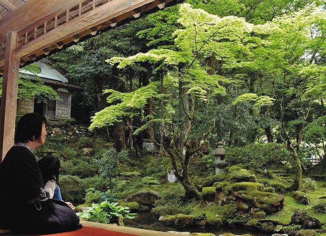 青モミジ 境内に初夏 穴水・来迎寺の庭園見頃：北陸中日新聞Web