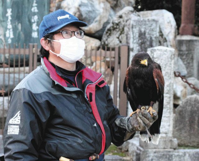 カラス撃退 タカの出番 フン害多い羽咋神社周辺で 北陸中日新聞web