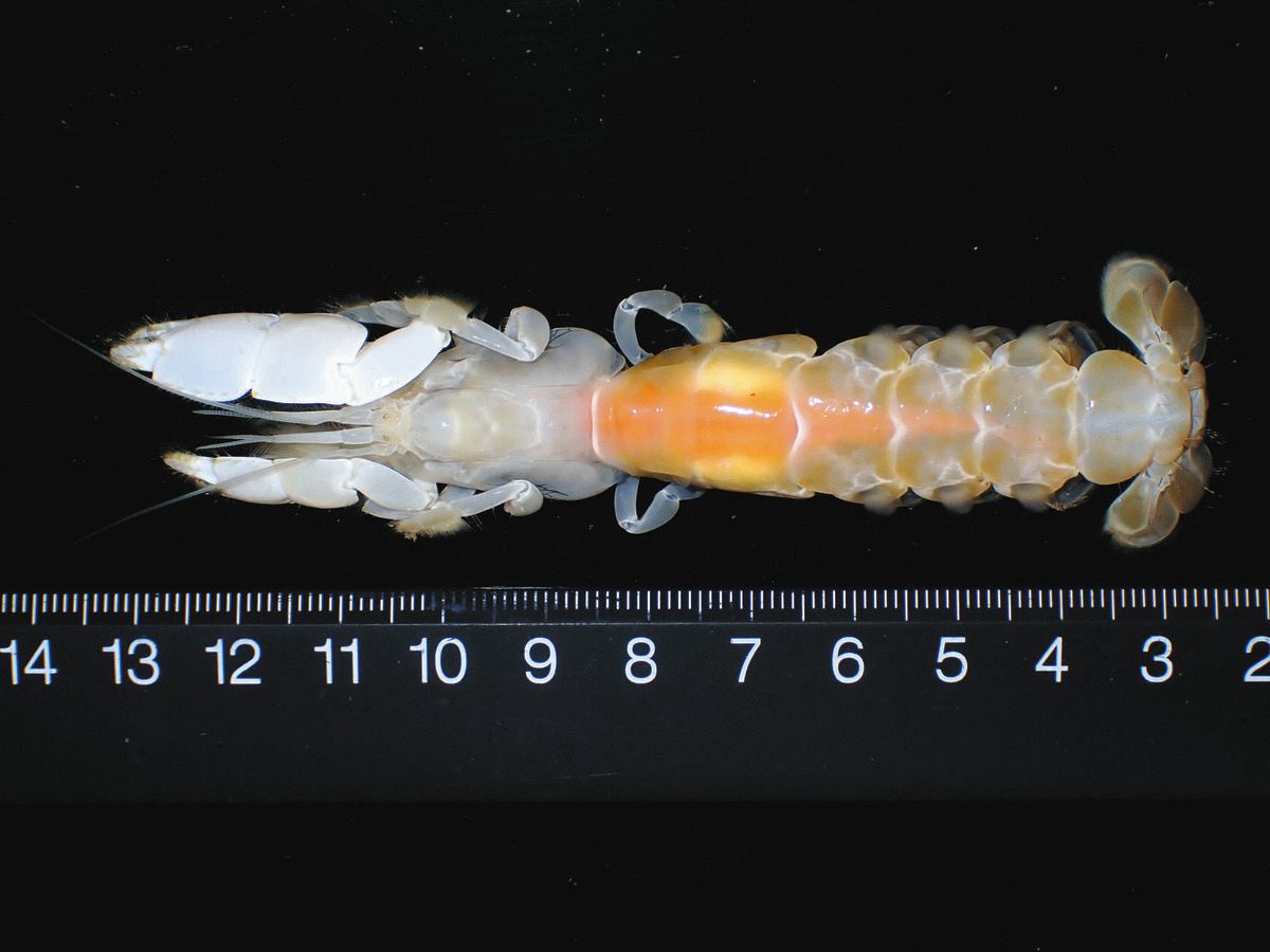 独自】かつて絶滅とされた「オオスナモグリ」田原で発見 スコップで