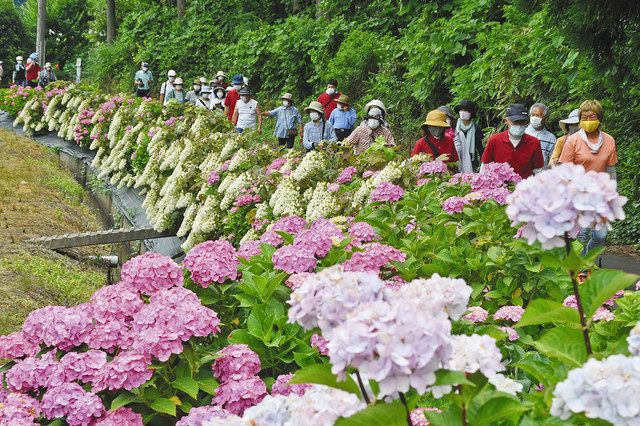 植栽１万本 アジサイロード 鯖江の北中山地区 中日新聞web