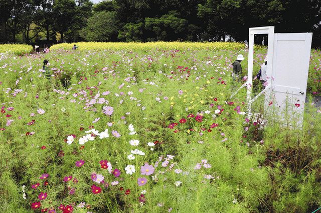 ８種３３万本 コスモス見頃 木曽三川公園 中日新聞web