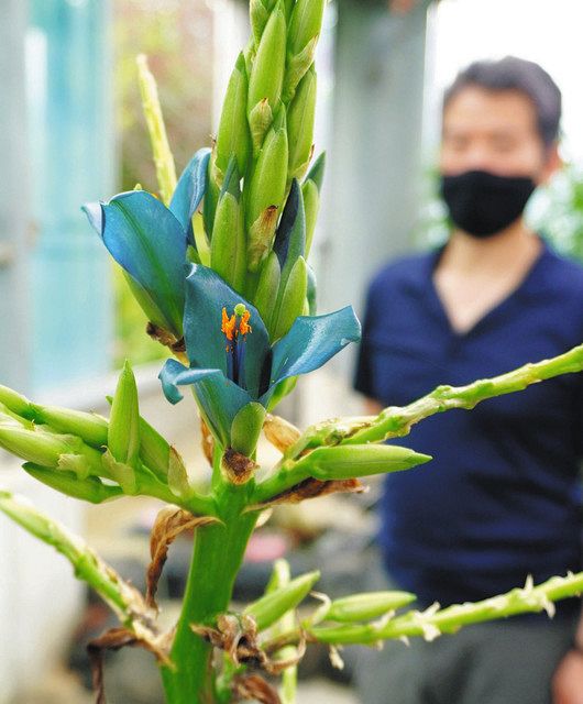 天空のクールビューティー 降臨 富山県中央植物園：北陸中日新聞Web