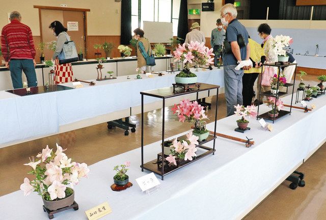 愛好家が丹精、盆栽や山野草 土岐で「ミニクロマツ」など展示：中日新聞Web