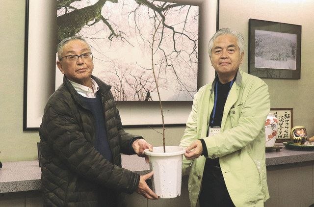 淡墨桜で絆強く 陸前高田に苗木を発送 淡墨桜を守り広げる会 中日新聞web