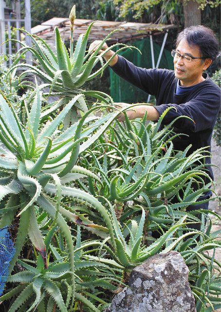 食卓ものがたり キダチアロエ 静岡県下田市 中日新聞web