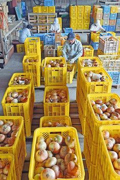 五領玉ねぎ甘み蓄え 永平寺町で乾燥最盛期 日刊県民福井web 五領玉ねぎ甘み蓄え 永平寺町で乾燥最盛期 日刊県民福井web
