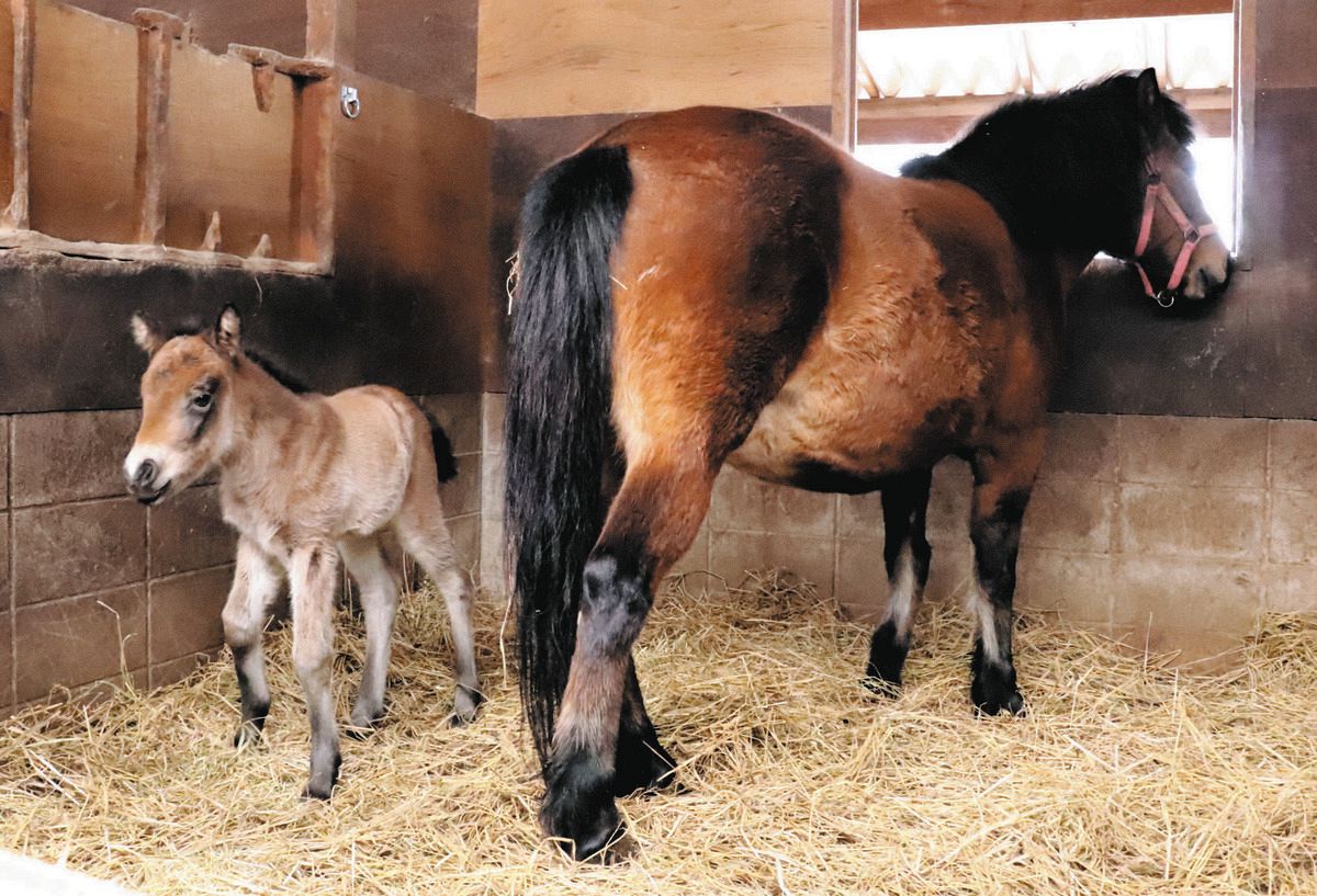 直ちゃん　仲良し馬さん親子♪ 仲良しの馬の親子イラスト - No: 25298829｜無料イラスト・フリー素材