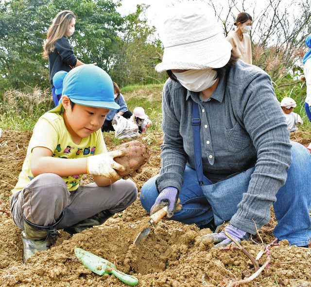 サツマイモを収穫する園児（左）ら＝伊賀市予野の市農業公園で 