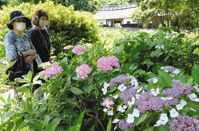 アジサイ１万株が順々に咲き誇る 牧之原 大鐘家 中日新聞しずおかweb