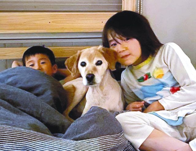 引退後をわんダフルに ペット救う 供血犬 の飼い主探し 中日新聞web