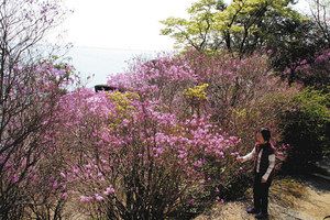 湖西 正太寺でミヤマツツジ見頃 中日新聞しずおかweb