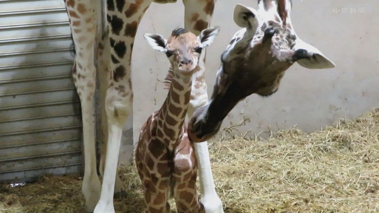 東山動植物園でキリンの赤ちゃん誕生 シャバーニと同じ誕生日 中日新聞web