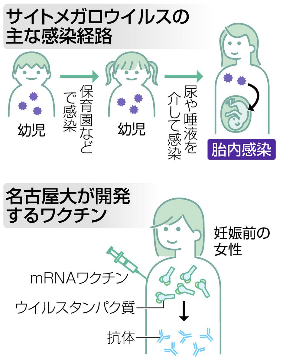 名古屋大、岐阜薬科大と新ワクチン開発へ mRNA活用、5年以内の