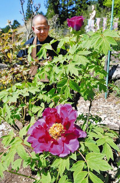 花の王様」大輪楽しんで 郡上の桂昌寺でボタン咲く：中日新聞Web