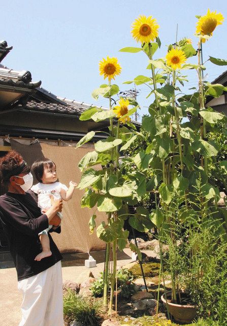 大輪ヒマワリ 高さ2 6メートル 小松の堂前さん宅で見ごろ 北陸中日新聞web