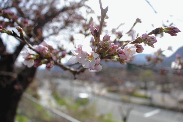 長野地方気象台敷地内で開花したソメイヨシノの標本木＝長野市で 