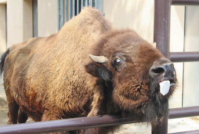 国内最高齢のバイソン死ぬ 日本平動物園のモモ：中日新聞しずおかWeb