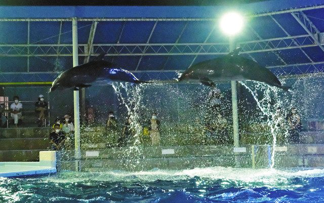 幻想的 夜のイルカショー 福井 坂井の越前松島水族館 中日新聞web