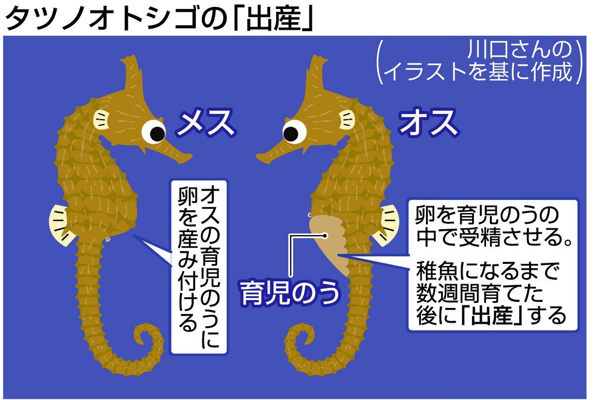 オスが「出産」する理由 タツノオトシゴ研究者に聞く＜Meet STEAM＞：中日新聞Web