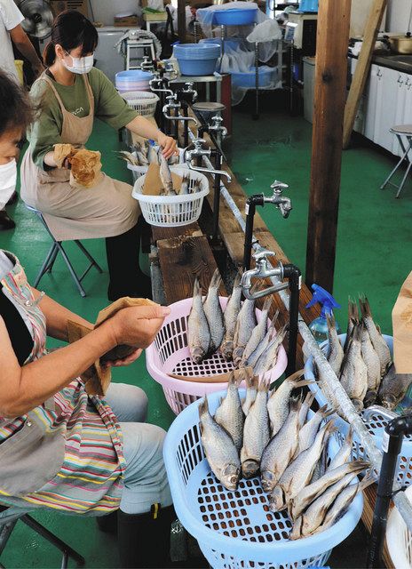 塩漬けしたニゴロブナの水分をペーパータオルで拭き取る参加者たち＝彦根市八坂町で 