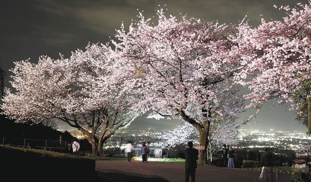 淡いピンク色くっきり 富士の公園で夜桜と夜景 ：中日新聞しずおかWeb