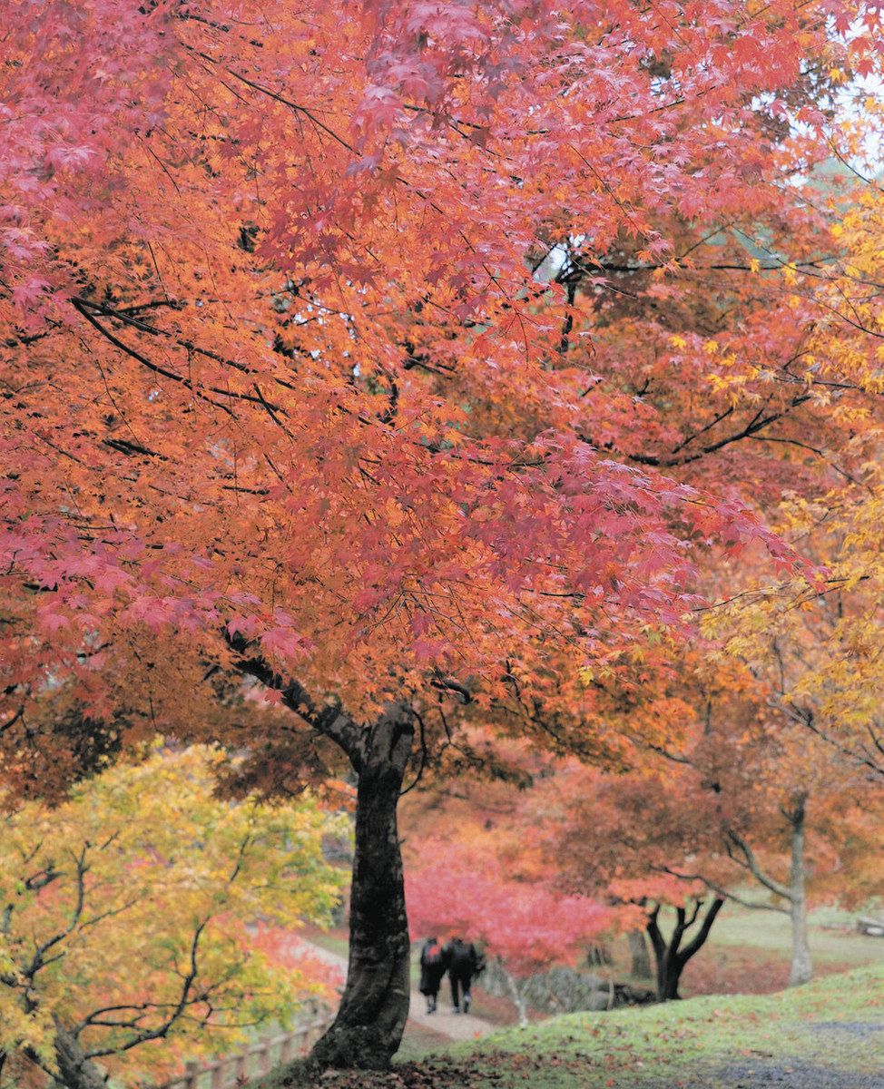 鶏 足 寺 紅葉