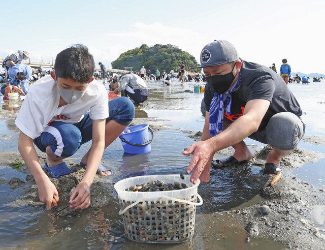 追跡 海と魚のまち 35 アサリは語る 上 中日新聞web