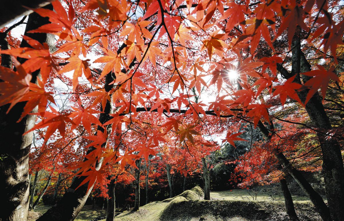 木彫りお重21 紅葉 【公式通販】