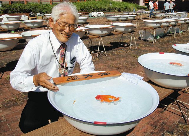 金魚の王様 ランチュウの美を競う 豊橋で全国品評大会 中日新聞web