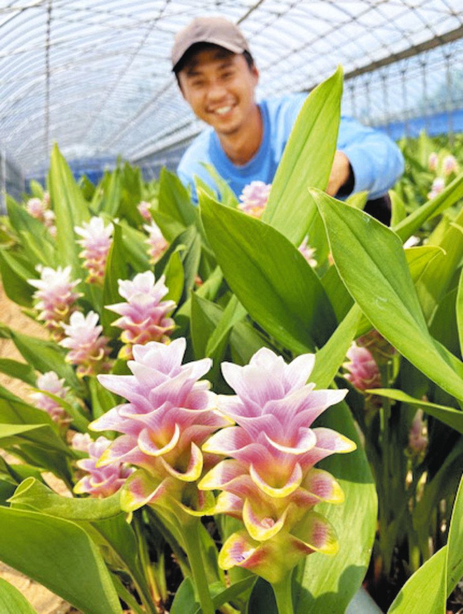 農の挑戦＞ 浜名湖近辺クルクマ シェアトップのPR課題：中日新聞